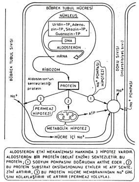 Adrenal Kortikoidlerin Etkileri Mineralokortikoid etki Aldosteron Glukokortikoid etki Kortizol Mineralokortikoidlerin Fonk - ALDOSTERON Mineralokort.