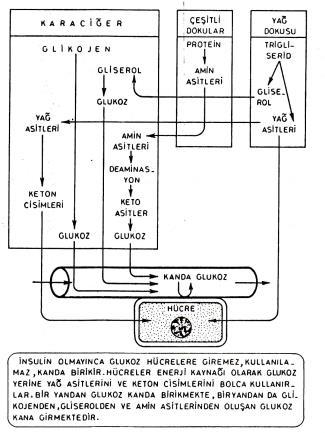 Diyabette, Glikozun glikojene dönüştürülmesi Hücrelere glikoz girişi KC den kana glikoz girişi (Normalde
