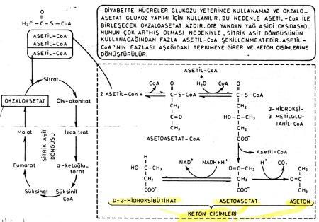 ler enerjilerini yağlardan sağlamaya çalışır) Asidoz (Keton cisimciklerinin kana girmesi ve serbest H iyonları