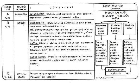 lerini tüketir) Yağların depolardan çözünerek kana bol yağ asidi girişi İnsülin yetersizliğinde kan glikoz