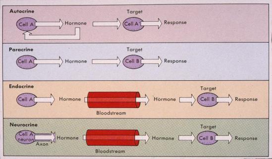 Hormonların İletim Şekilleri Hormonların İletim Şekilleri Hücreler birbirleriyle bir takım maddeler salarak haberleşirler.