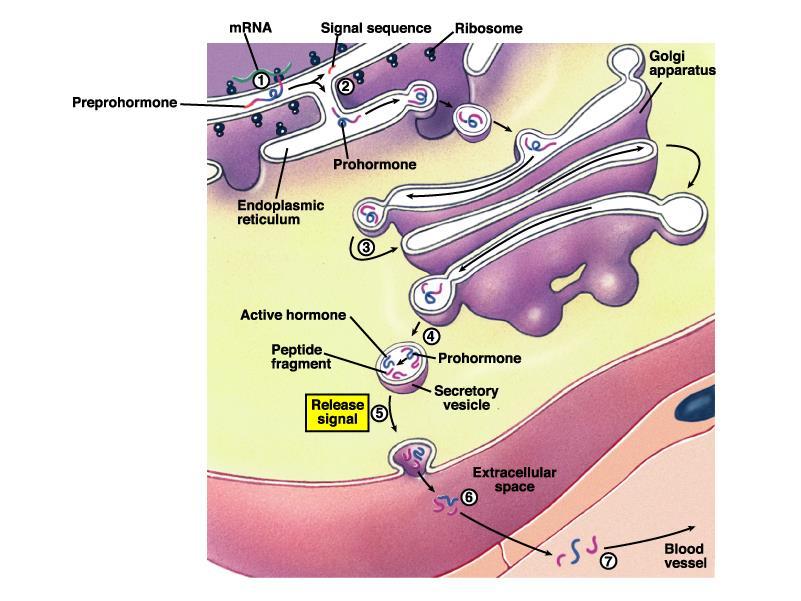 Protein + Hormon kompleksi Ca + ATP ekzositoz Protein Hormon Serbest kalan hormonlar kan ve lenf damarlarına geçerler *Salgı için bezin uyarılması gereklidir.