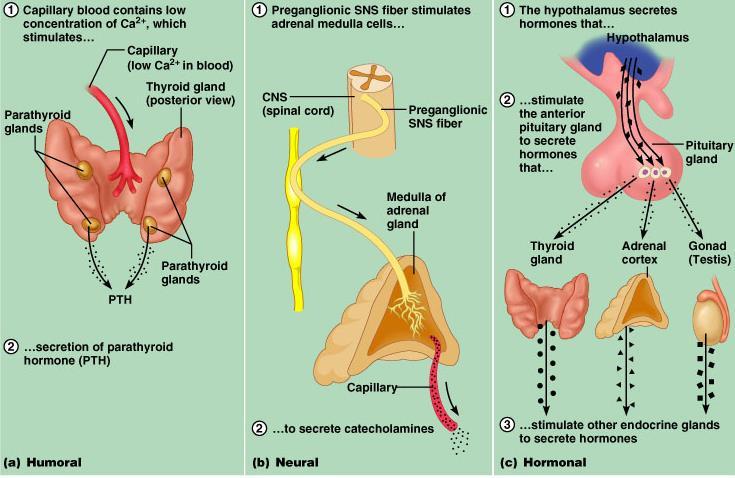 Steroid Hormonların biyosentezi ve salınımı Steroid Hormonların biyosentezi ve salınımı Adrenal kortekste, ovaryumda ve testislerde sentezlenirler.