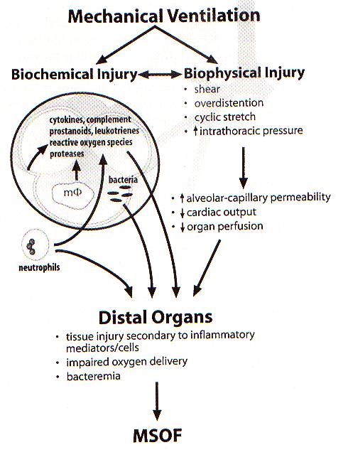 Ventilator-induced Lung Injury ve Çoklu