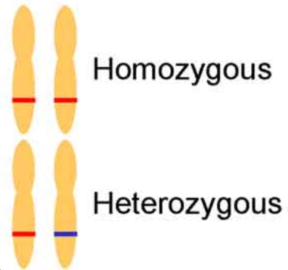 Genlerde Alel (Allele) Kavramı Her birey, her bir otozomal genin iki kopyasına (alel) sahip İki kopya birbirinin tıpkısı Birey o bölge için homozigot Kopyalar arasında mutasyonlar sonucu bir fark
