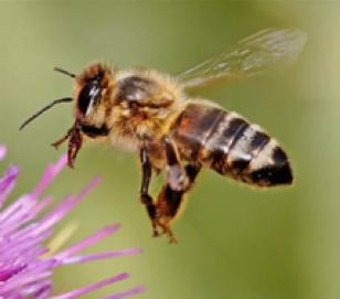 Balarısında For geni Balarıları hayatlarının değişik evrelerinde farklı davranışlar sergiler Genellikle genç arılar işçi olarak görev yaparken, daha ileri yaştaki arılar kovandan çıkarak besin arar