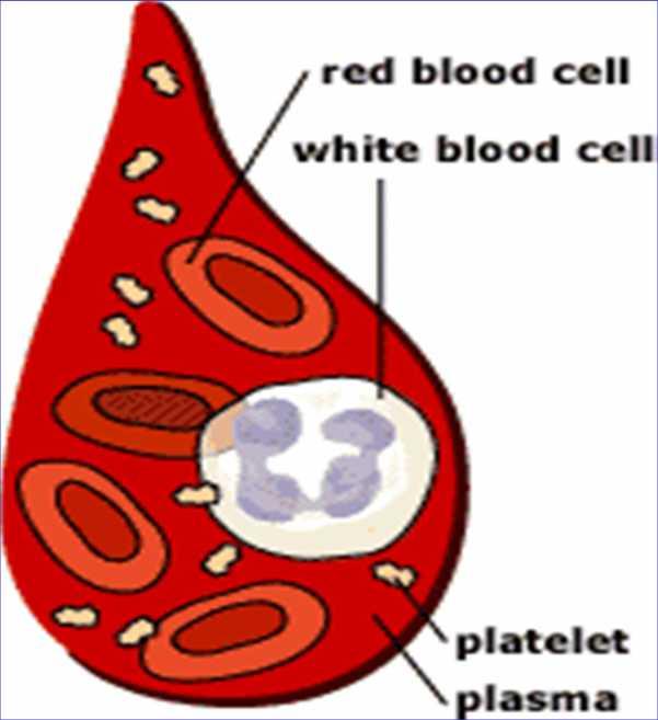 Kırmızı kan hücresi (eritrosit)