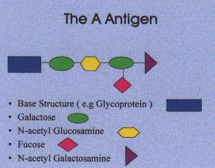 A Antijeni Temel yapı ( glikoprotein) Galaktoz