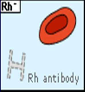 Rh Kan grubu sistemi nedir? İlk olarak Rhesus (Maymun) eritrositleri üzerinde eksprese edildiği anlaşılan antijenik yapı.