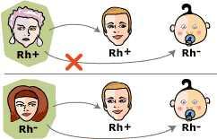 Rh(-) olan bireyin serumunda normal olarak Anti-D antikoru bulunmaz Rh(+) olan bireyden Rh (-)