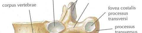 Torakal vertebraların anatomisi Torakal vertebraların korpusları boyun vertebralarının korpusundan daha büyük, bel vertebra larının korpus undan ise küçüktür.