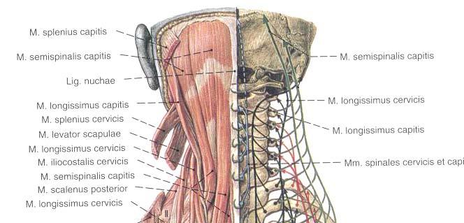 27 alınmıştır). M. semispinalis cervicis: T1-6 omurlarının transvers çıkıntılarından başlar C2-5 omurlarının spinal çıkıntılarında sonlanırlar ve spinal sinirlerin arka dallarından innerve edilirler.