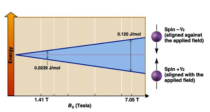 Yandaki şekilde spin kuantum sayısı I=1/2, (2I+1) =2 olan bir atomda çekirdeğe ait manyetik alanda iki tane enerji yarılması gözlenir.