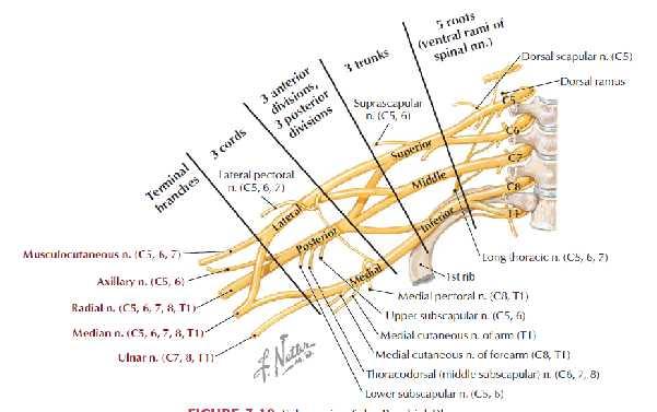 Plexus Brachialis Spinal sinirlerin ön dalları (kökler; radices) birleşerek trunkusları (trunci), trunkusların dalları birleşerek fasikülüsleri (fasciculi)