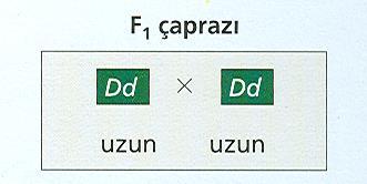 Mendel in ilk üç