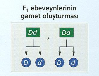 kareleri