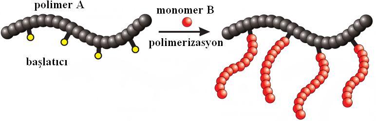 2.5.2 Aşı kopolimerler Kimyasal yapıları farklı iki polimer zinciri, zincir sonları dışında bir yerden birbirlerine bağlanmaları sonucu oluşur. Bağlanma noktalarına aşılama noktaları denir.