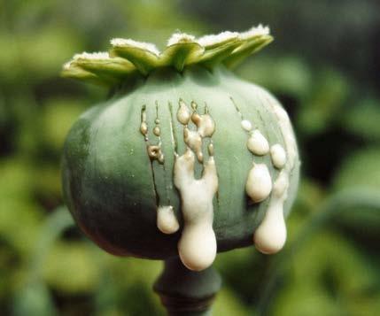 Narkotik Analjezikler Papaver somniferum Afyon Alkoloitleri -Morfin -Kodein Morfin ve kodein gibi doğal alkaloitlerle ve bunların yarı-sentetik türevlerine opiatlar denilir.