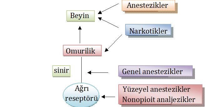 Analjezik İlaçlar Ağrı oluşumuna neden olan patalojik olayları iyileştirerek ağrıyı giderebilirler Antibakteriyel veya antifungal