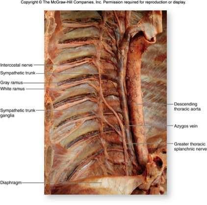 Nervi intercostales T1-T11 torasik spinal sinirlerin ramus anterior ları, ön ve arka interkostal damarlara parelel