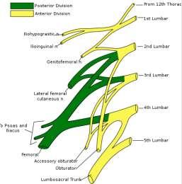 Plexus lumbalis in önemli dalları N. iliohypogastricus (T12?, L1) N. ilioinguinalis (L1) 2 tane 1 kök N.