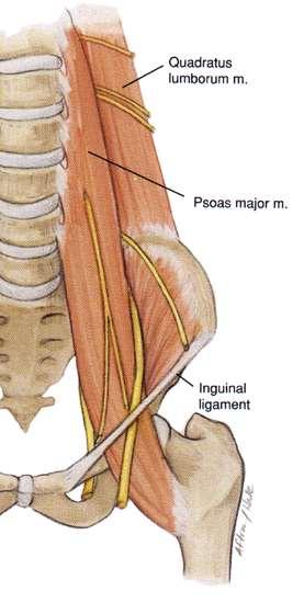 N. Genitofemoralis (L1-2) M. psoas major un içinde L1 ve L2 köklerinin birleşmesi ile oluşur.