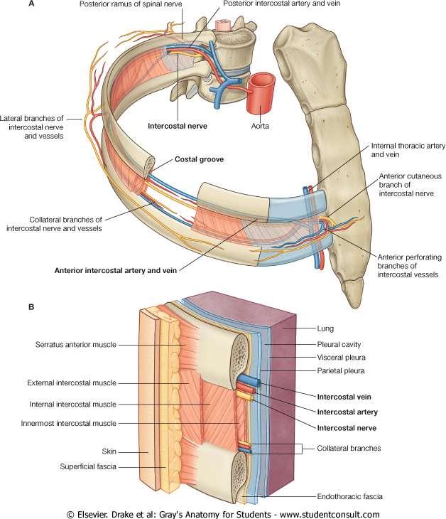 Spatium intercostale Vena intercostalis, sulcus costae içinde en üstte yer alır. A. intercostalis, v. intercostalis in altındadır.