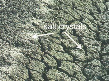 Salinizasyon Eğer suda eriyen tuzlar klor ve sülfat anyonlarından ibaret sodyum, kalsiyum, magnezyum tuzları ise bu tuzların biriktiği topraklara solonçak denilmekte ve bu toprağı meydana getiren