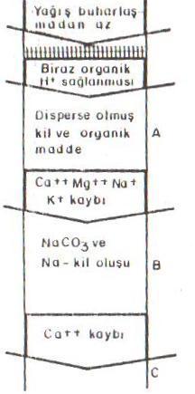 Solonizasyon (alkalileşme) Alkali toprakların oluşu çorak toprakların oluşunda ikinci devrede meydana gelir.