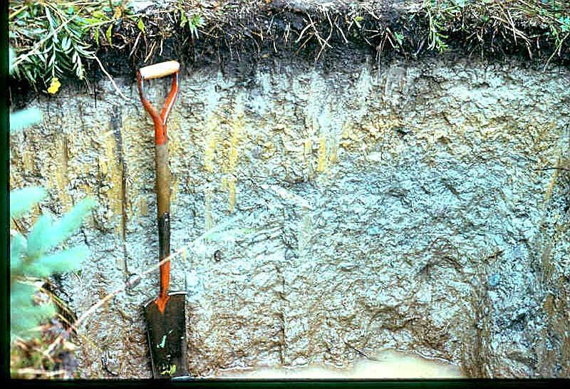 Gleyizasyon (gleyleşme) Gley (rusça) = mavi kil Kötü drenaj koşulları altında gelişen topraklar Toprak profilinde
