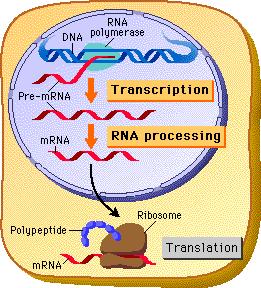 DNA (deoksiribonükleik asit) canlı hücrelerde genetik bilginin