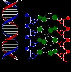 DNA İki polinükleotid zinciri karşı karşıya gelir, Bazlar