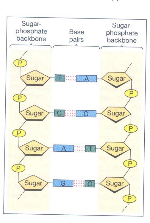 DNA nın yapısı