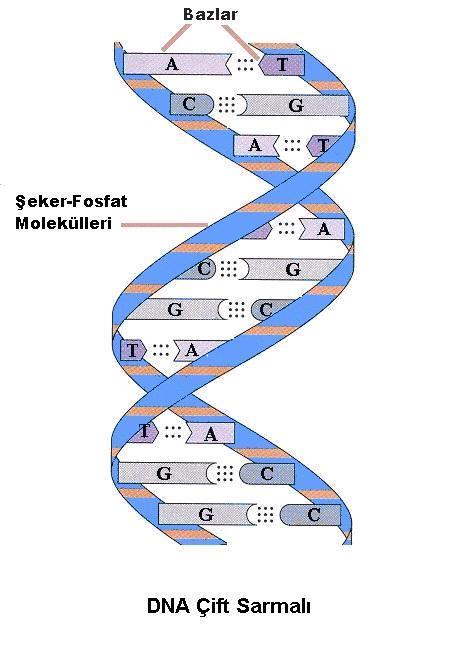 DNA Bir DNA da; Nükleotid sayısı=şeker sayısı Nükleotid sayısı=fosfat sayısı