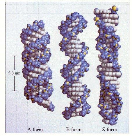 1953 te James Watson ve Francis Crick tarafından ileri sürülen üç boyutlu DNA yapısı modeline göre DNA, sağa dönen çift heliks (ikili sarmal) oluşturmak üzere aynı eksen etrafında iki helezon