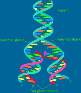 DNA replikasyonu Eşleme sonunda bir DNA dan 2 tane olur buna replikasyon denir Yeni oluşan her