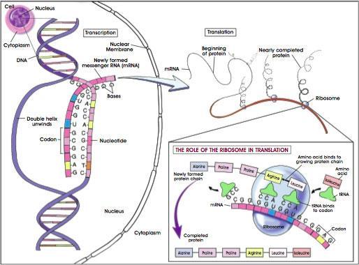 Transkripsiyon: DNA daki bilginin RNA ya aktarılması RNA Tek zincirli bir polinükleotid Riboz şeker içerir