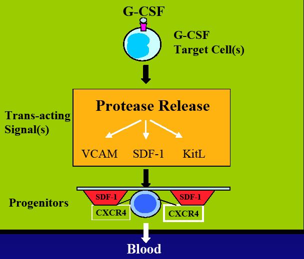 G-CSF mobilization Proteazlar kök hücre mobilizasyonunda rol oynamakta G-CSF kemik iliğinde osteoblast aktivitesini suprese eder ve Sekonder olarak da mrna