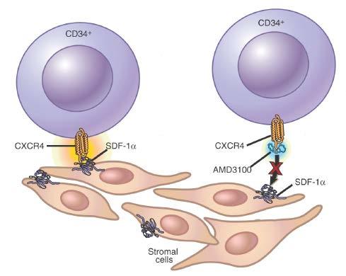 Plerixafor: Etki mekanizması SDF-1α ve CXCR4 kök hücre trafiğinde ve kemik iliği parkında anahtar rol oynar.