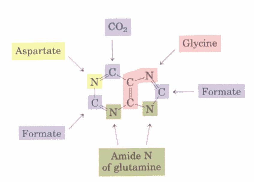 Pürin halkasındaki atomlar, glutamin, glisin,
