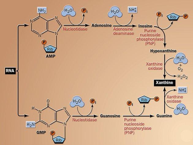 Pürin nükleotidlerinin yıkılımı Pürin nükleotidlerinin