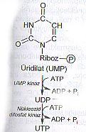 UMP ındiğer pirimidin nükleotidlerine dönüşümü UMP, sentezlendikten sonra UTP a