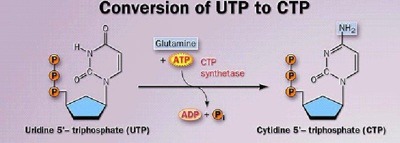 CTP, sitidilat sentetaz (sitidin trifosfat