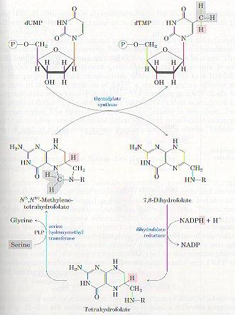 dtmp, timidilat sentaz etkisiyle dump tan oluşur; metil grubu, N 5,N 10 - Metilentetrahidrofol attan aktarılır.