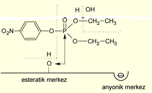 (Paraokson) Paraokson Enzime bağlı organofosfatın ester gruplarından biri zamanla enzimatik reaksiyona uğrar, bir alkol ünitesi kopar ve asidik P-OH grubu oluşur.