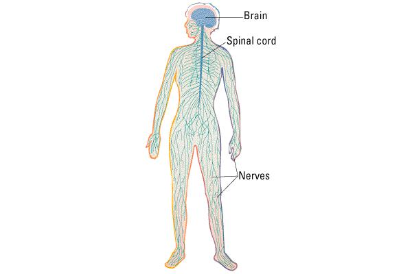 Sinir Sistemi Merkezi Sinir Sistemi -Beyin -Omurilik Periferik Sinir Sistemi Somatik somatik duyu, özel duyular iskelet