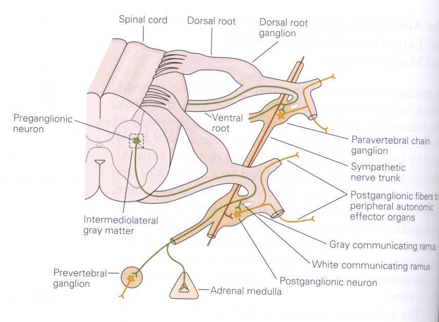 Sempatik zincir gangliyonları omuriliğe yakındır ve postgangliyonik aksonlar diyaframın üzerindeki organları kontrol ederler.