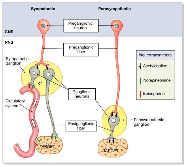 Summary: The Anatomical Differences between the