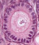 Oosit Vitellin Membran Granulaza hücreleri Tersiyer folikül:sıvı ile dolu