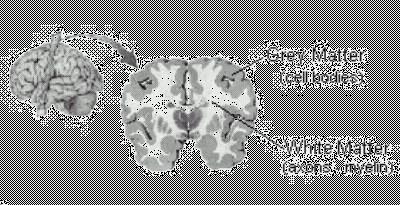 Hemisferlerde dışta korteks adı verilen gri madde içte medulla adı verilen ak madde bulunur.